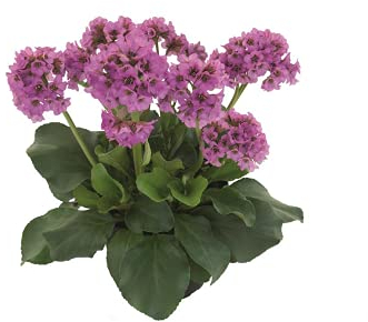 Bergenia 'Abendkristall' - Garten-Bergenie cordifolia im Topf 12 cm in Gärtnerqualität von Blumen Eber - 12 cm