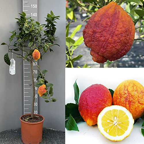 SAVINI VIVAI Pianta di Limone Albero Agrumi Limone a Buccia Rossa in Vaso da 24 cm Altezza 90-110 cm 3-4 Anni di innesto Made Italy