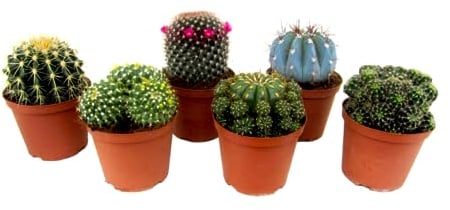 Plant in a Box - Mini-cactus - Mélange de 6 Pièces - Vrais Cactus - Pot 5.5cm - Hauteur 5-10cm