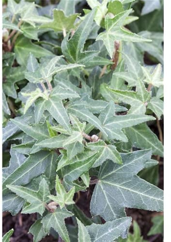 Efeu 'Asterisk' - Hedera helix, winterhart, grüns Laub in Gärtnerqualität von Blumen Eber - 12 cm