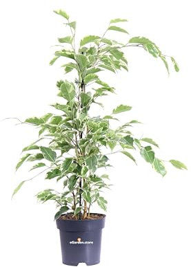 Pianta di Ficus Benjamina Samantha pianta da interno pianta variegata pianta da arredo pianta purifica ambiente pianta vera pianta ornamentale venduta da eGarden.store (Vaso 14 cm)