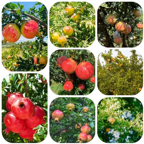 Acquista semi di melograno piante resistenti albero da frutto - Piante rare melograno - resistenti da balcone semi di frutta alberi frutto colonnari vaso per, per balcone vasi 150pcs