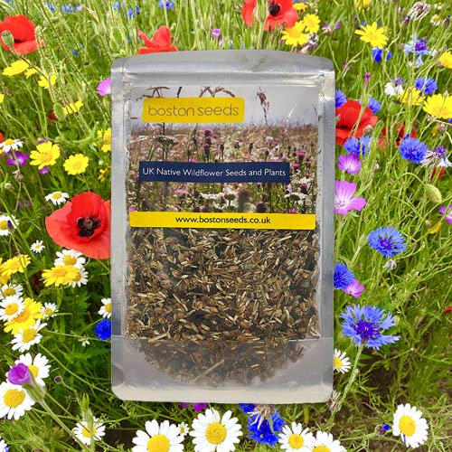 Boston Seeds Cornfield Annuals Wildflower Meadow Seeds - Bold & Colourful Wildflower Seed Mix. Wild Flowers Seeds UK. 100% British Wildflowers Annual Cornfield Mix (100g)