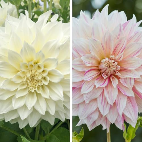 Dahlia 'Café Au Lait Collection' - Enormous Dinner Plate Dahlias in Harmonious Pink and Cream - Perfect for Bridal Bouquets and Striking Garden Displays - 5 Tubers, 2 Varieties - by Thompson & Morgan