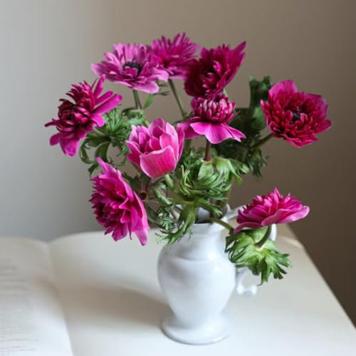 200 pcs herbstanemone samen, anemone, blumen pflanzen, ostergeschenke anemonen samen - Anemone cathayensis - garten pflanzen, steingarten pflanzen winterharte kübelpflanzen, schnellwachsende