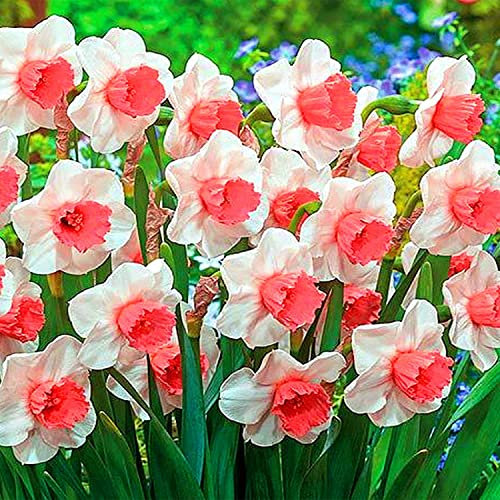 Narzissen Zwiebeln, Exotisch, Blumenzwiebel Mix, Hausgarten, Lebende Pflanzen, Seltene Pflanze, Mehrjährige Blumenzwiebel ist winterhart Pflanzen Zwiebeln SchneeglöCkchen, 4zwiebeln-G