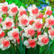 Narzissen Zwiebeln, Exotisch, Blumenzwiebel Mix, Hausgarten, Lebende Pflanzen, Seltene Pflanze, Mehrjährige Blumenzwiebel ist winterhart Pflanzen Zwiebeln SchneeglöCkchen, 4zwiebeln-G