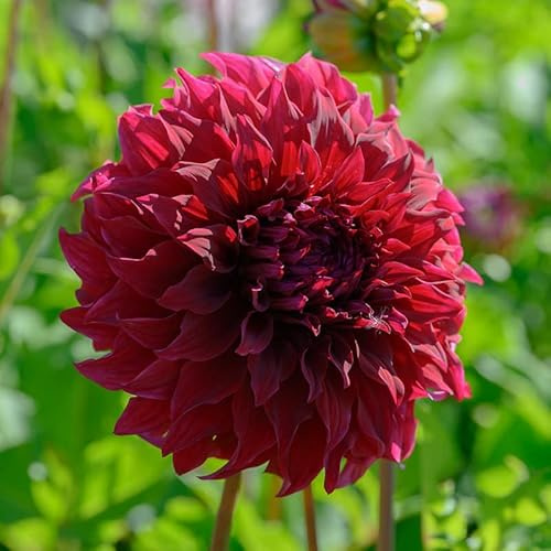 Dahlie Spartacus | 1 Stück | Knolle | Rot | 100% Blütegarantie | QFB Gardening