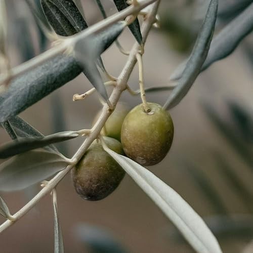 PIANTA DI ULIVO PERANZANA in vaso 20/fitocella età 2/3 anni