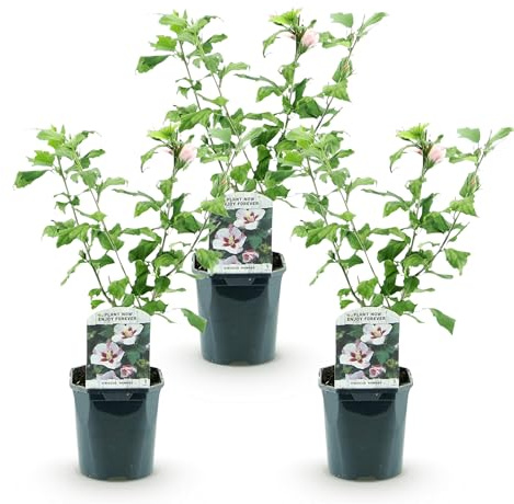 Green boutiQ - Gartenpflanze - Hibiscus syriacus Hamabo - Garten-Hibiscus - Winterhart - Weiß - Rosa - 3 Pflanzen - Topf 17cm - Höhe 45cm