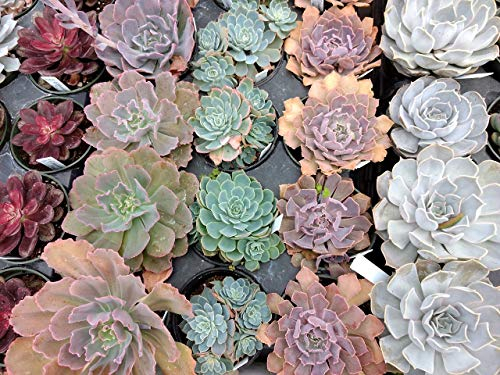 Echeveria Mischung - 20 samen,Sukkulenten samen -