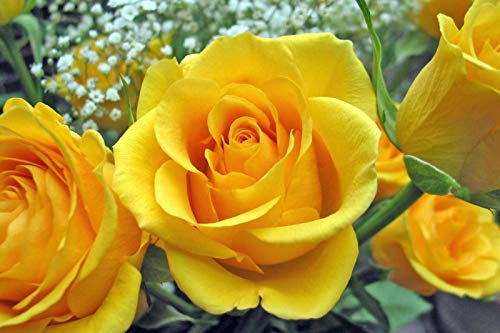 50 Semillas de Rosa Amarilla (Yellow Rose Seeds)