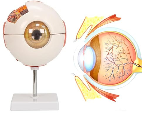 UIGJIOG Anatomisch Vergrößert 6X Augapfel Display-Modell Mit Abnehmbarem Ständer, Klassenzimmer Studie Anatomisches Modell des Menschlichen Auges Für Die Medizinische Ausbildung