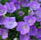 Mechón Bellflower 200 semillas frescas Campanula Carpatica