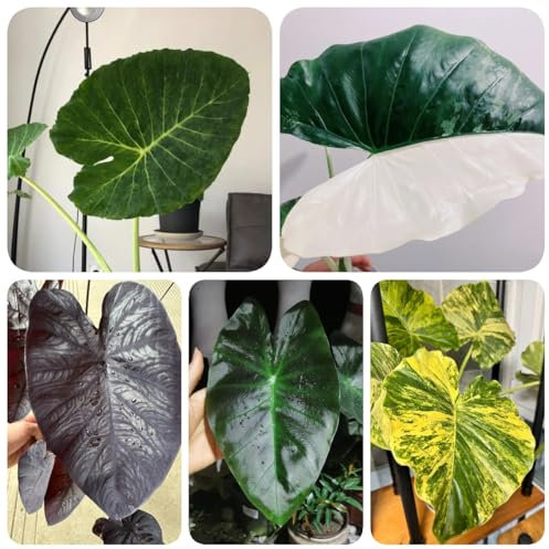 40 pz Semi di orecchie di elefante giganti alberi bonzai piante rare Colocasia gigantea, Leucocasia gigantea, Le piante per fioriere da balcone sono resistenti semi di bonsai pianta