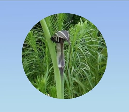 lot de 5 graines Ariseme chinois rare - Arisaema concinnum