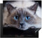 KitchenYeah© Protege Couvre Plaque De Cuisson Décoration Cuisine Tapis Protection Protecteur Induction 60x52 cm Chat - Gris - Gros plan