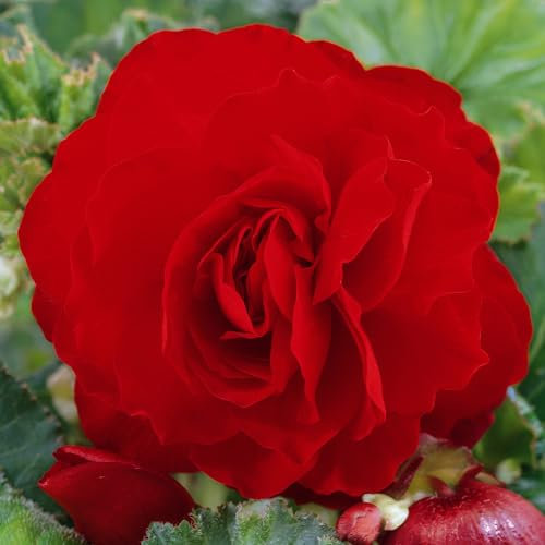 Begonia Red Double – Tuberous Perennial Flowering Plant – Large Double Red Blooms – Ideal for Outdoor Gardens, Pots, and Borders – Summer to Autumn Flowering – Easy to Grow (3 Bulbs)