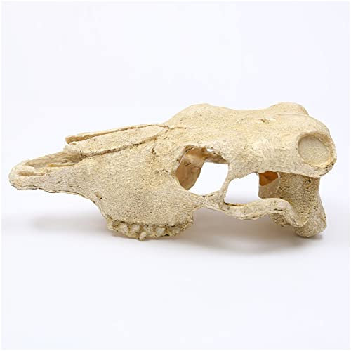 Sheep Skull Animal Resin Craft Replica, Animal Sheep Ram Head Skull Decor Home, Animal Sheep Skull Sculpture for Home Decoration Desktop Supplies