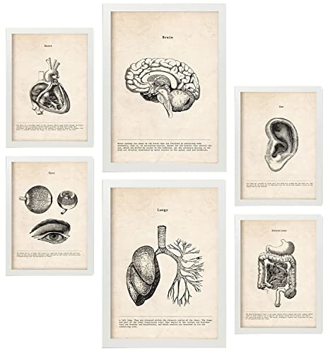 Nacnic Organe Postern. Medizinische Illustrationen im Vintage Stil von Anatomie, Körperteilen, Knochen und Muskeln. Innenarchitektur und Dekoration. A4 & A3 Weiße Rahmen.
