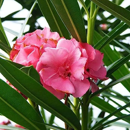 50 Pz/borsa Semi di Oleandro Sempreverde Naturale Colore Misto Alta Germinazione Semi di Nerio Non OGM Fiore Albero da Frutto Semi di Ortaggi Semi di Nerium oleander