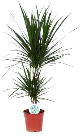 Dracaena marginata - 65-75cm - Ø17cm - Pianta d'appartamento - Sempreverde