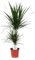 Dracaena marginata - 65-75cm - Ø17cm - Pianta d'appartamento - Sempreverde