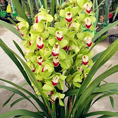 Cymbidium Bulbos, Bulbi da giardino,Fiori recisi,Piante perenni, Pianta delle Orquídeas, Orquídeas bulbos, Bulbi di Cymbidium, Winterharte, Decorazione del balcone-3 Bulbos-J