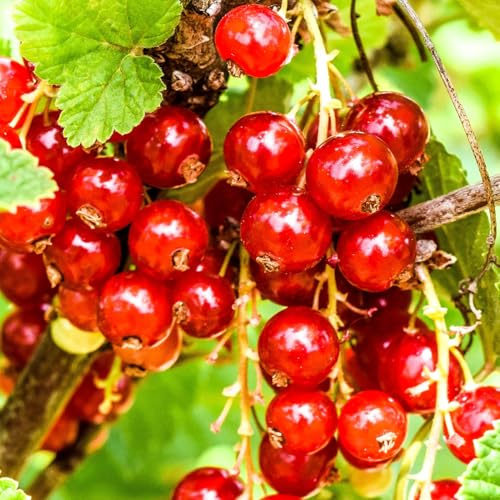 Red Currant Bush Live Plant, 6-14 Inch Tall