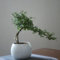 80 Pcs Bonsai Fukientee Samen, Garden Bonsai-Baum, Hochbeet Balkon, Carmona Microphylla, Bonsai Tree Bäume Pflanzen, Bio Saatgut Gartensamen Bäume Kaufen Plants, Geschenk Garten Zimmergewächshaus,