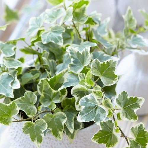 Carbeth Plants - Indoor Plants - Build Your Own Houseplant Collection - 7cm to 9cm Pots - White Wonder Ivy - Hedera Helix Plant in 9cm Pot
