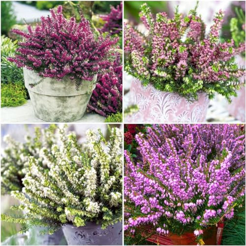 GrowOn Shrubs [x4] Winter Heather Erica Darleyensis Collection | Variety-Pack | Evergreen Shrubs | Outdoor Garden Ready Plants | Winter to Spring Flowering | Red, Pink, White Flowers