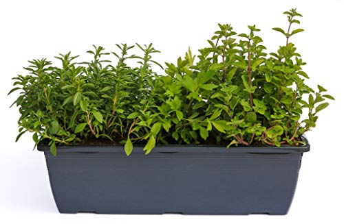 Kräuterkasten für Suppen & Eintöpfe 40cm Anthrazitkasten mit je 1er Kräuter Pflanze: Liebstöckel, Bohnenkraut & Majoran