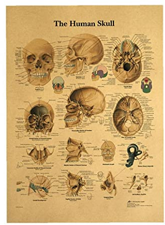 Froiny Das Skelett Der Körperstruktur Nervensystem Poster Bar Home Decor Retro Kraftpapierwand, 42 x 30 cm