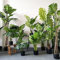 Haloppe 10 Piezas de Semillas de Plantas de Monstera para Plantar en el jardín del hogar, Semillas de Monstera, Semillas de Plantas de Hojas Verdes Frescas divididas Semillas de Monstera