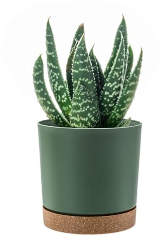 PAFEN Runde Blumentopf 35l Zylinder Pflanzkübel - 39 x 37,5cm - Blumenkübel mit Untersetzer Rund Übertopf, Grün
