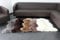 Andreas Dell Lammfell Echt Naturfell Schaffell Teppich Fell Schafspelz Sheepskin Bettvorlager Sitzfell (Braun, 100-110 cm)
