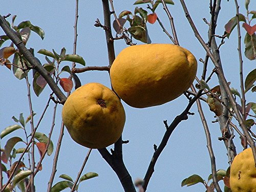 20 Árbol frutal de membrillo semi cineso Chaenomeles Sinensis fiore della frutta senza espina
