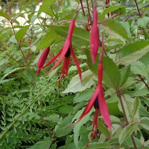 Fuchsie Tricolor - Fuchsia magellanica - lebende Gartenpflanze aus den Baumschulen