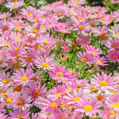 gänseblümchensamen für rasen topfpflanzen draußen winterhart gänseblümchen deko, schattenpflanzen wildblumen balkonblumen für sonnige plätze 600pcs