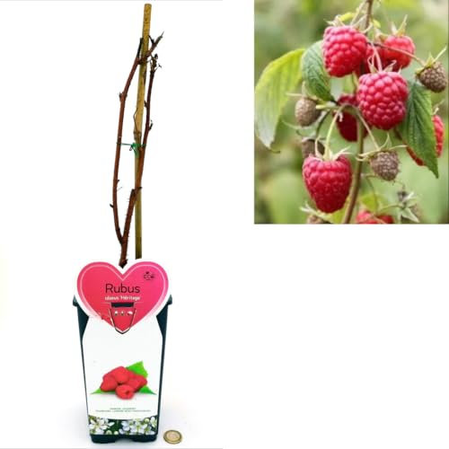 POWERS TO FLOWERS - RUBUS IDAEUS HERITAGE, PIANTA DI LAMPONE ROSSO RIFIORENTE, piante vere