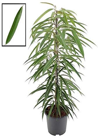 Schmalblättrige Birkenfeige 'Alii' 120-130 cm - Ficus binnendijkii 'Alii'