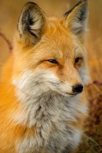 Fox notebook
