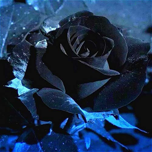 Shopmeeko Echte seltene schwarze Rose Pflanzen erstaunlich schöne schwarze Rosen Garten Blumen Pflanzen Diy Pflanzen Indoor Bonsai Semillas 100pcs / lot: hellgrün