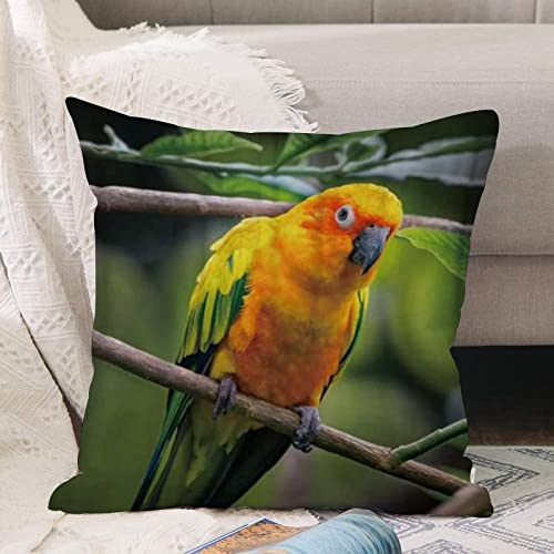 Kissenbezug 45x45 cm,Conure Papagei Wildlife Barsch auf AST Vogel,,Outdoor Kissen Kissenbezüge Kissenhülle Sofa Kissen dekokissen Zierkissen für Wohnzimmer Garten deko draußen