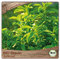 Samenliebe BIO Stevia Samen alte Sorte Süßkraut 10 Samen samenfestes Kräuter Saatgut für Küche indoor und Balkon Garten BIO Kräutersamen mehrjährig