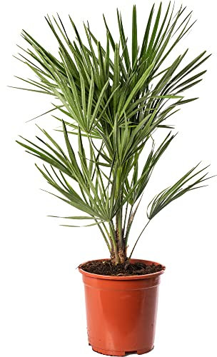 Chamaerops Humilis - European Fan Palm Garden Plant - Hardy Exotic Evergreen Outdoor Tropical Palm Tree Pot Grown - Ideal as Patio, Conservatory, House Plant