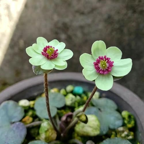 epatica - Decorazioni autunnali per un giardino resistente d'appartamento purificatrici d'aria ufficio sempreverdi Decorazioni giardino per esterni, 85semi