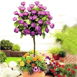 100 seltene Rosenbaumsamen Chinesische Rose Samen, Farbe Bonsai-Baum Rosen Samen, Pflanzensamen