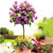 100 seltene Rosenbaumsamen Chinesische Rose Samen, Farbe Bonsai-Baum Rosen Samen, Pflanzensamen